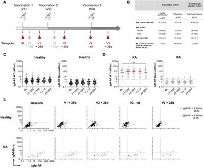 Longitudinal rheumatoid factor autoantibody responses after SARS-CoV-2 vaccination or infection